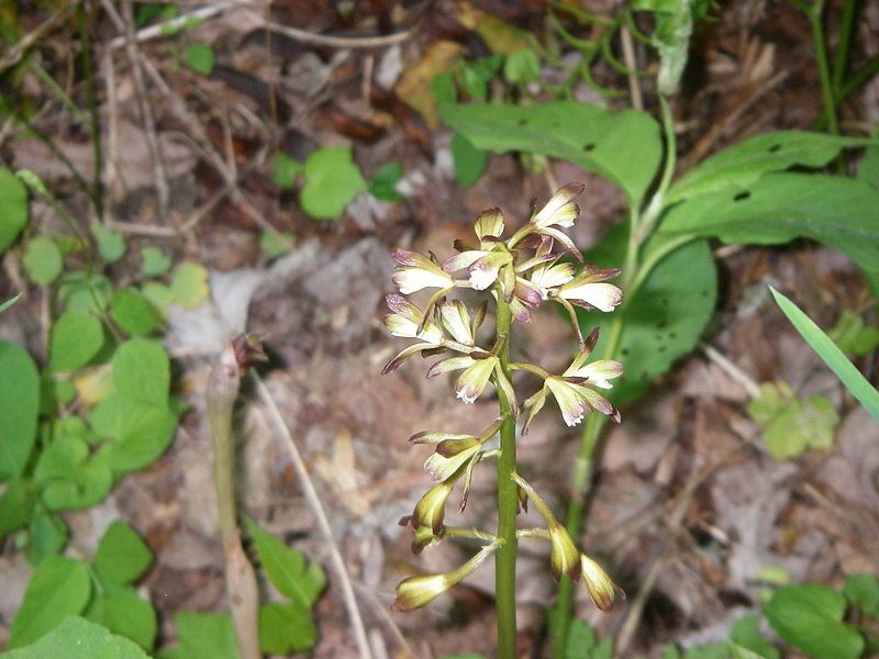 File:Aplectrum hyemale flower.JPG