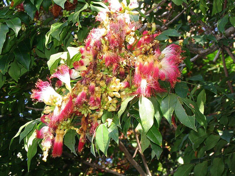 File:Archidendron grandiflorum.jpg