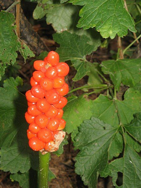 File:Arum italicum fruits04.jpg