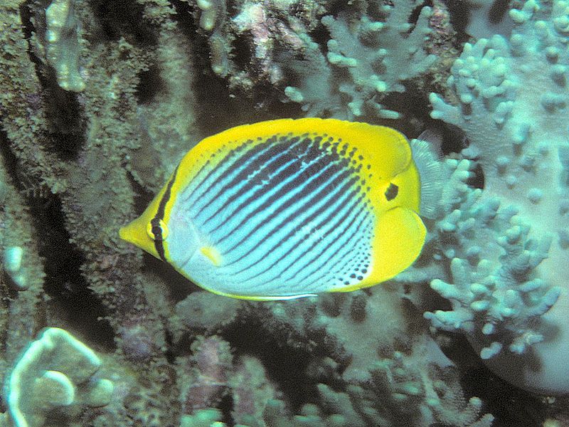 File:Bep chaetodon ocellicaudus.jpg