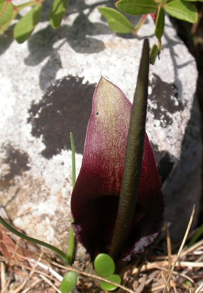 File:Biarum tenuifolium.jpg