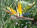 Bird of paradise