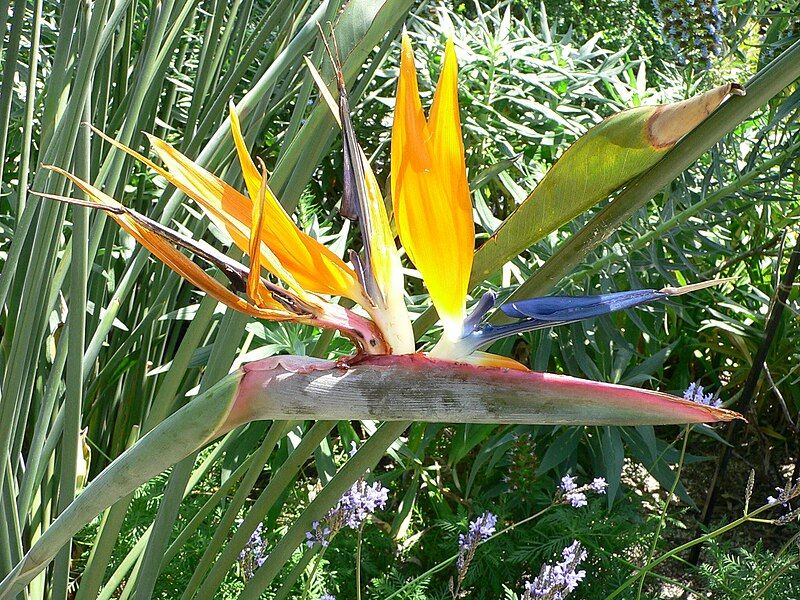 File:Bird of paradise.jpg