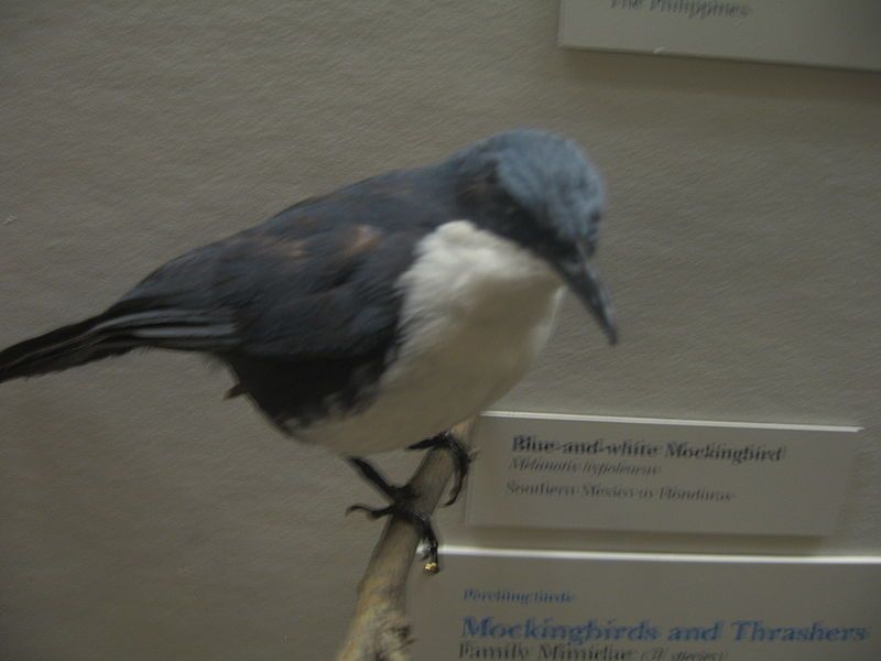 File:Blueandwhitemockingbird.JPG