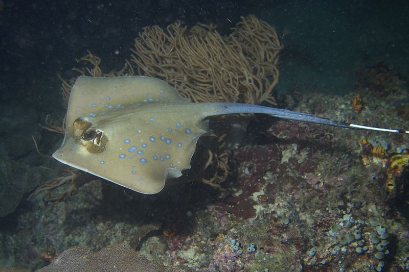 File:Bluespotted Stingray (14280727049).jpg