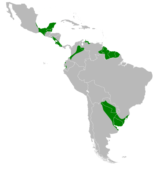 File:Botaurus pinnatus map.svg