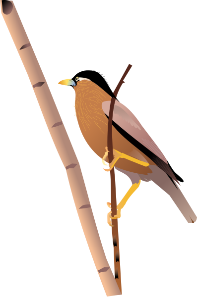 File:Brahminy Starling.svg