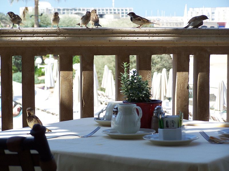 File:Breakfast Birds4.jpg