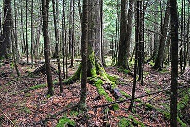 Cedar swamp, south of Stone Chimney Road