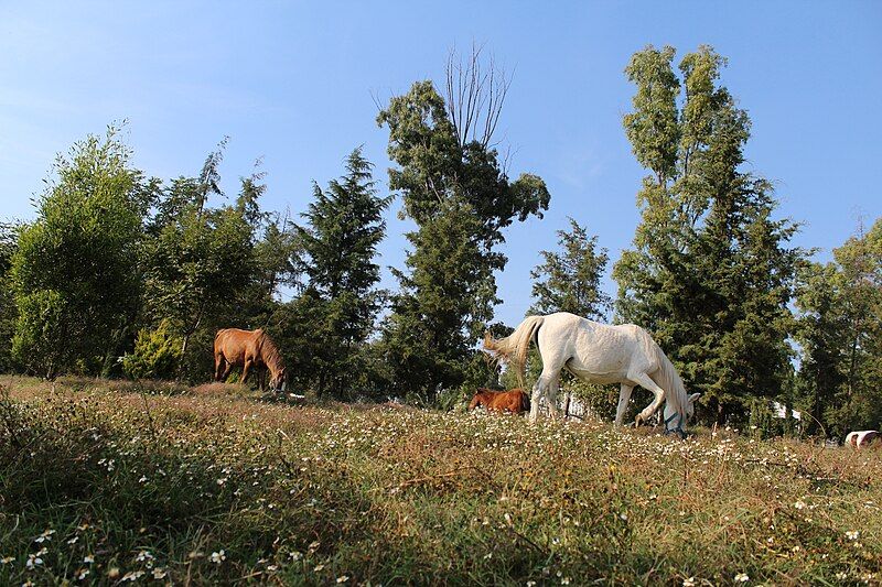 File:Caballos alimentándose..JPG