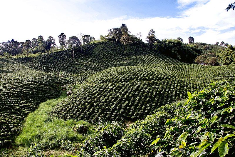 File:Cafetales, en Colombia.jpg