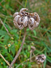 Infrutescence