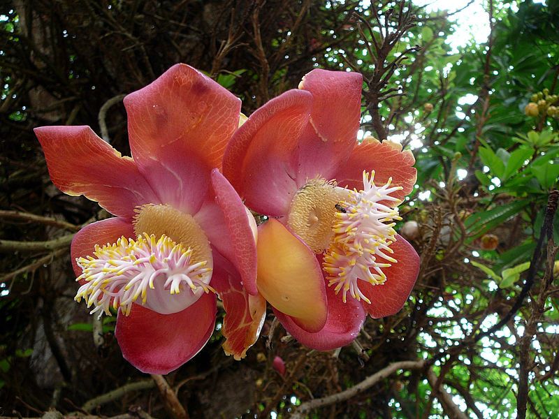 File:Canonball Flower P1030858.JPG