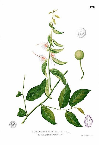 File:Capparis micracantha Blanco1.178.jpg