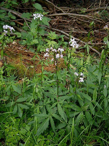 File:Cardamine bulbifera 001.jpg