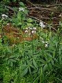 Cardamine bulbifera