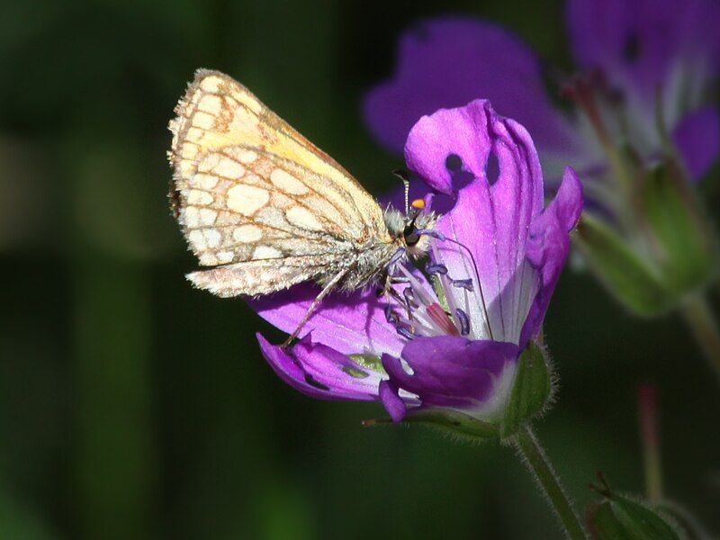 File:Carterocephalus silvicola underside.jpg