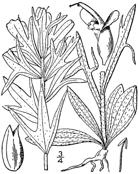 File:Castilleja coccinea drawing.png