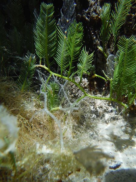 File:Caulerpa sertularioides.jpg