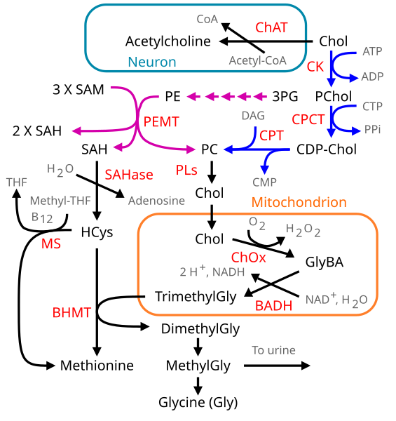 File:Choline metabolism.svg