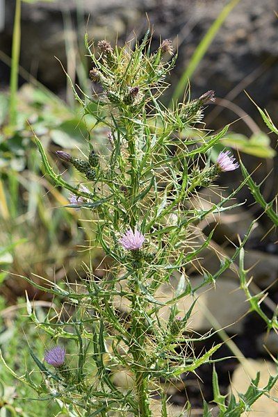 File:Cirsium creticum kz03.jpg