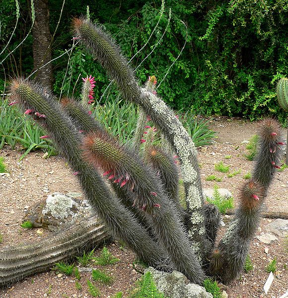 File:Cleistocactus buchtienii 1.jpg