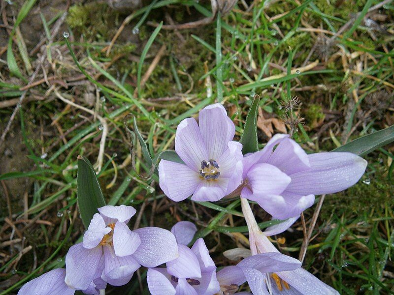 File:Colchicum hungaricum flower4.jpg