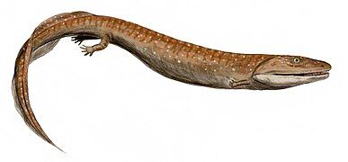 Crassigyrinus was a carnivorous stem-tetrapod from the early Carboniferous of Scotland.