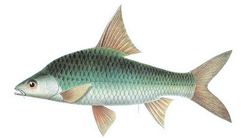 File:Cyclocheilichthys enoplos Bleeker.jpg