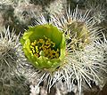 Cylindropuntia echinocarpa