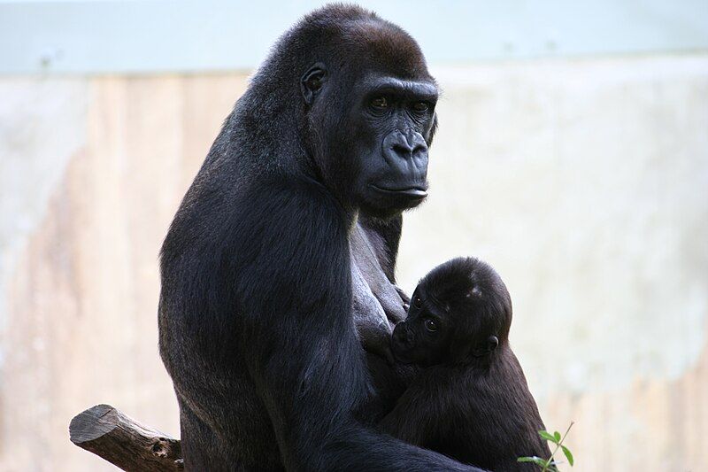 File:DCZooGorillas.JPG