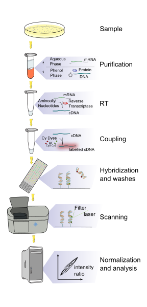 File:DNA microarray experiment.svg