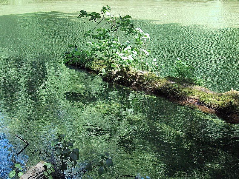 File:Dead tree river.jpg