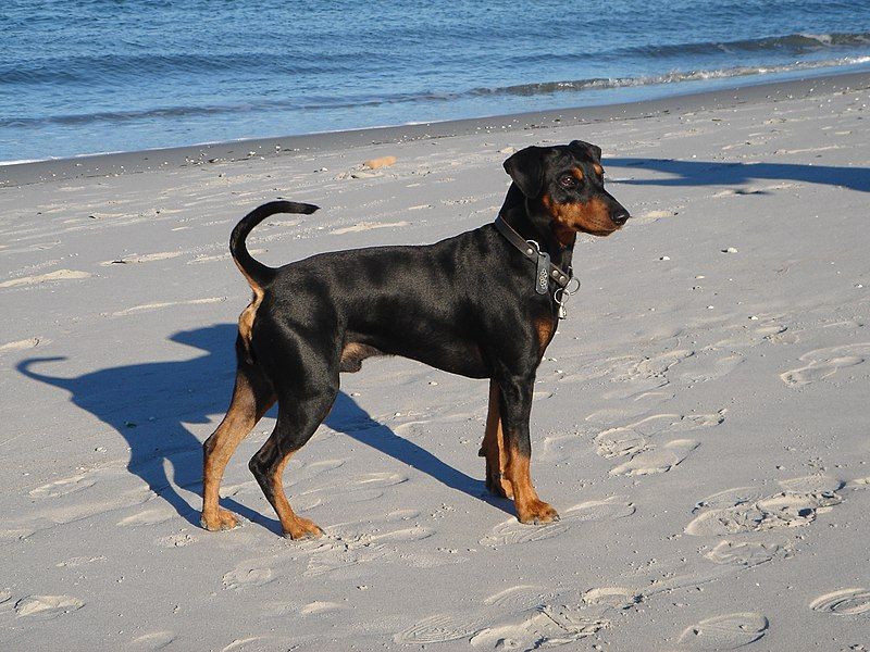 File:Deutscher Pinscher.JPG