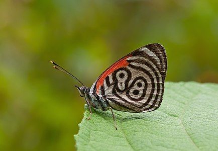 Diaethria clymena marchalii, by Paolo Costa Baldi