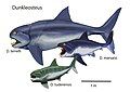 Dunkleosteus