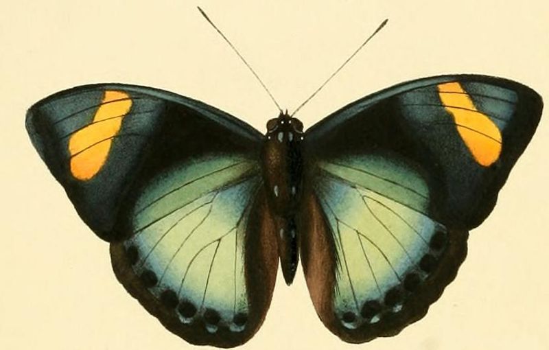 File:Euphaedra ravola1.JPG