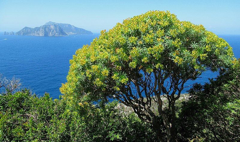 File:Euphorbia dendroides.jpg