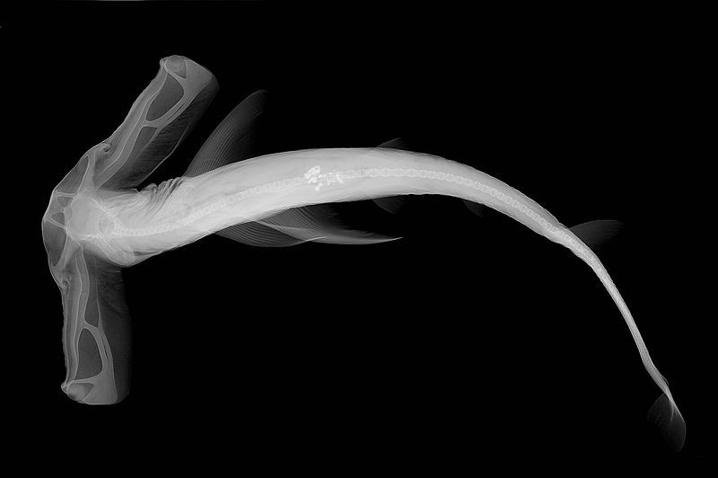 File:Eusphyra blochii X-ray.jpg