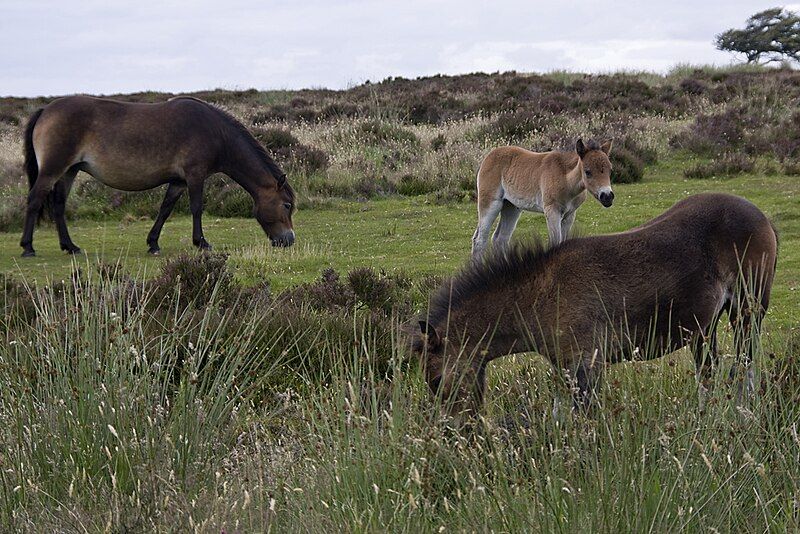 File:Exmoor ponies1.jpg