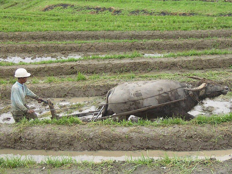 File:Farming-on-Indonesia.jpg