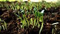 Fenugreek sprouts