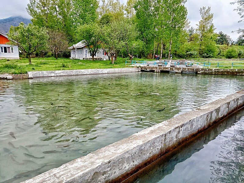 File:Fish farm kokernag.jpg