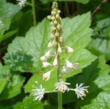 Flowers of Tiarella