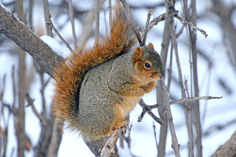 File:Fox Squirrel (14539535789).jpg