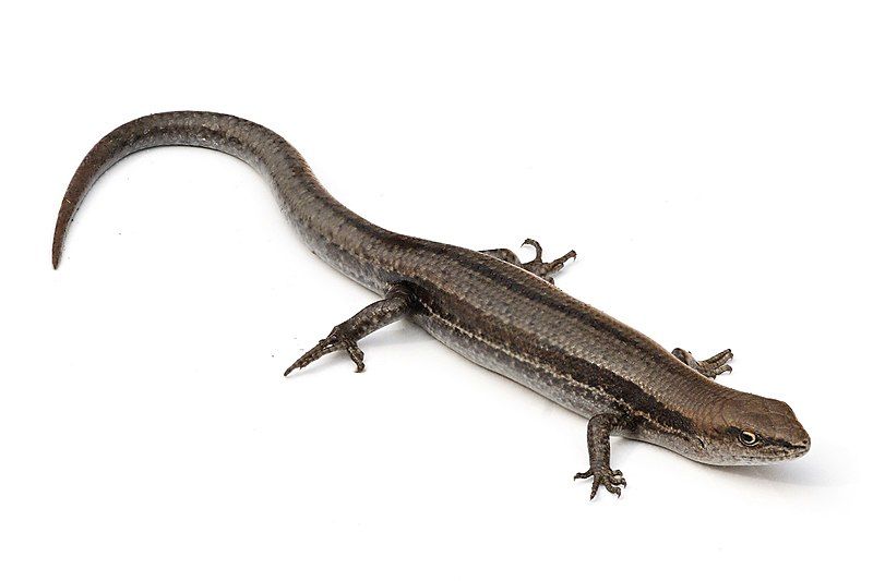 File:Garden skink.jpg