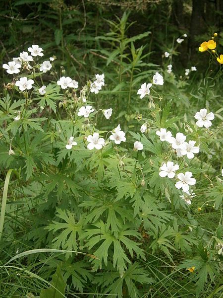 File:Geranium rivulare 001.JPG