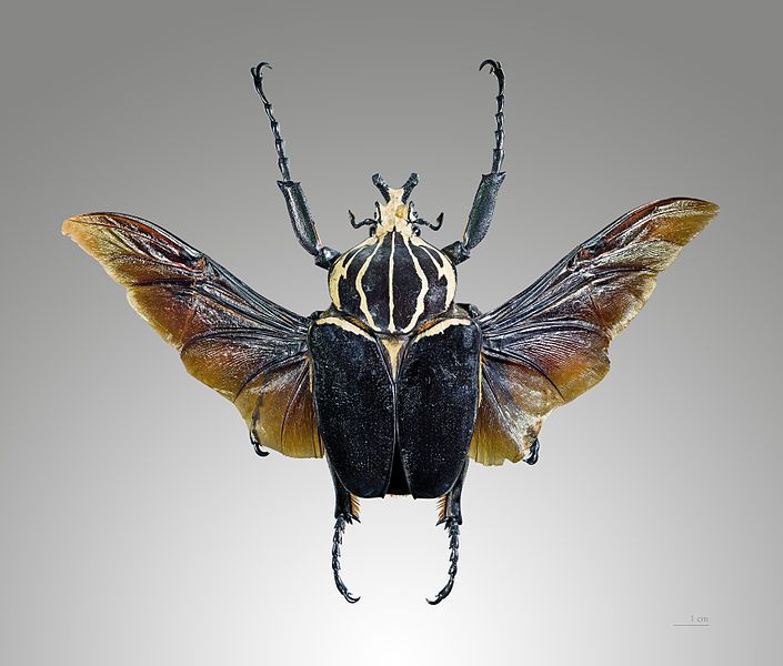 File:Goliathus goliatus vol.jpg