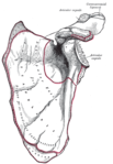 Left scapula, costal surface. Attachment point for the SA is seen on the left border.