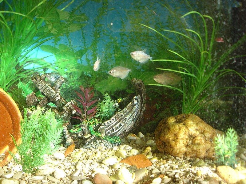 File:Group of tetras.JPG